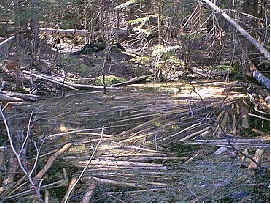 wpe26.jpg (16924 bytes)
